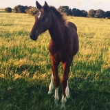 Young Stock Front Image