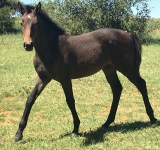 Young Stock Front Image